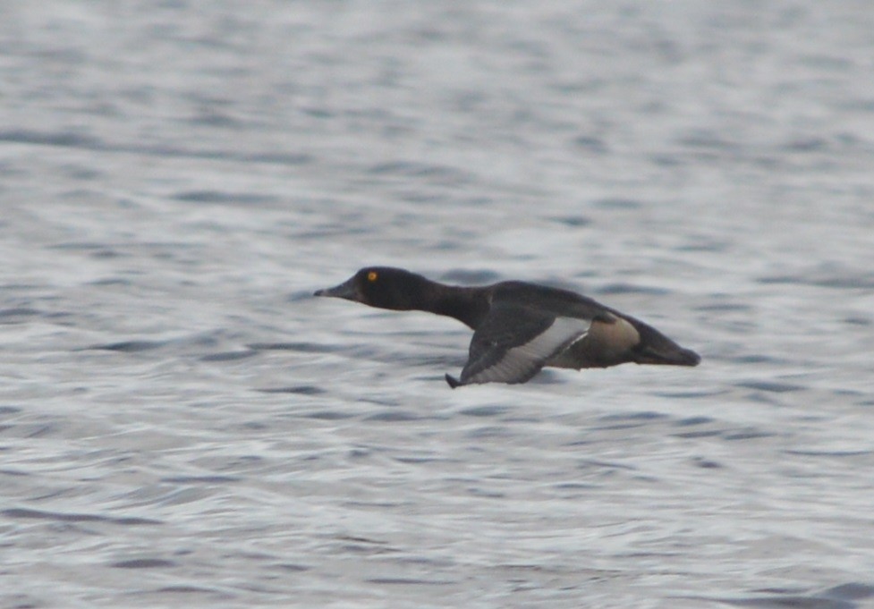 Ring-necked Duck - ML245278561