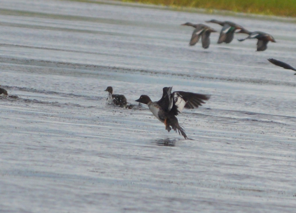 Common Goldeneye - ML245278661