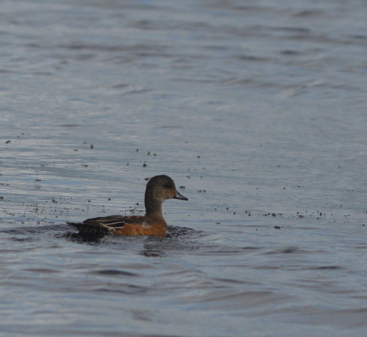 American Wigeon - ML245278821