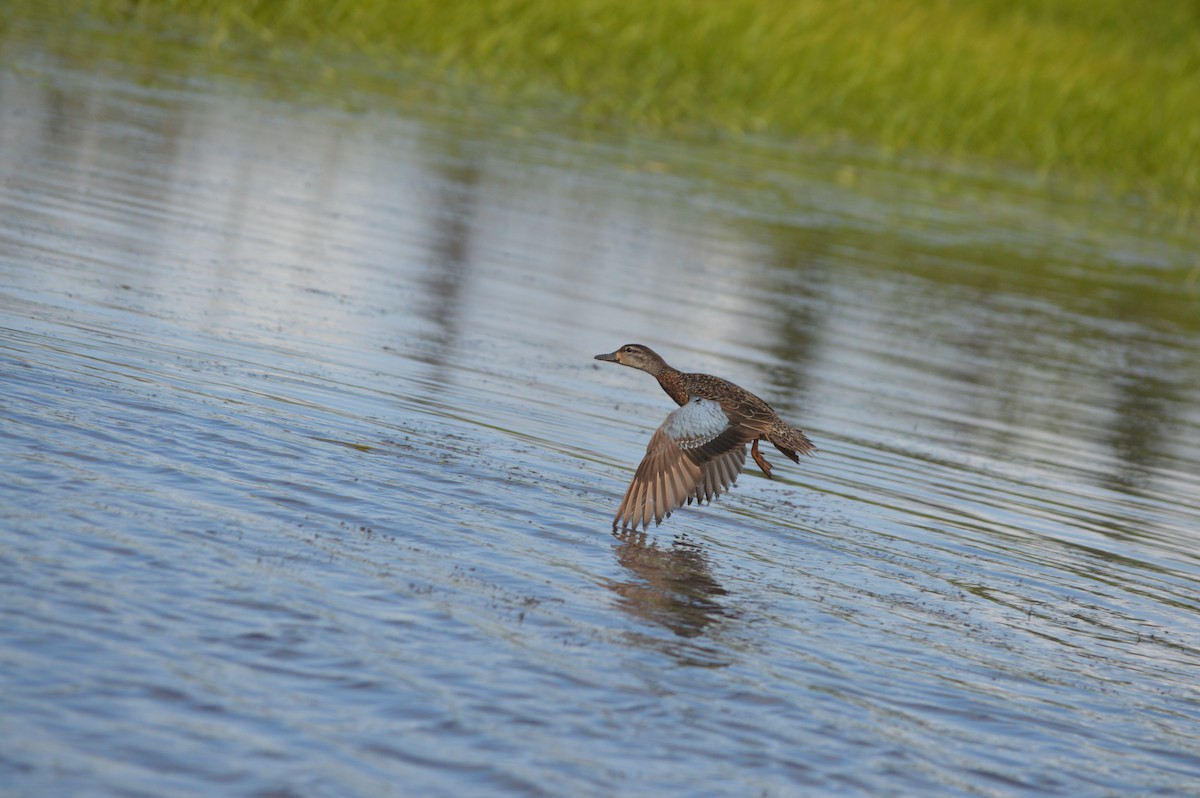 Blue-winged Teal - Cole Tiemann