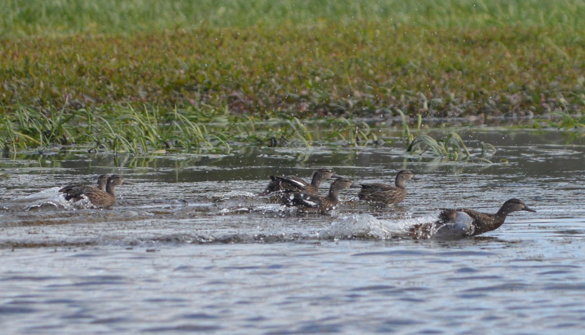 Blue-winged Teal - Cole Tiemann