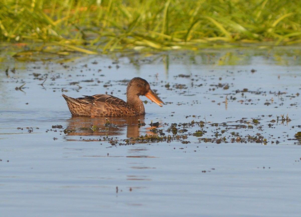 Northern Shoveler - ML245279551