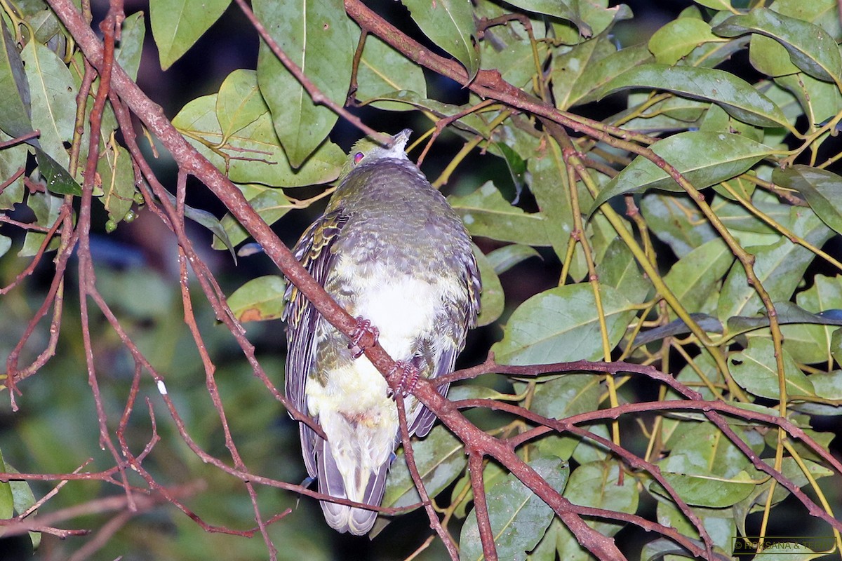 Superb Fruit-Dove - ML245280021