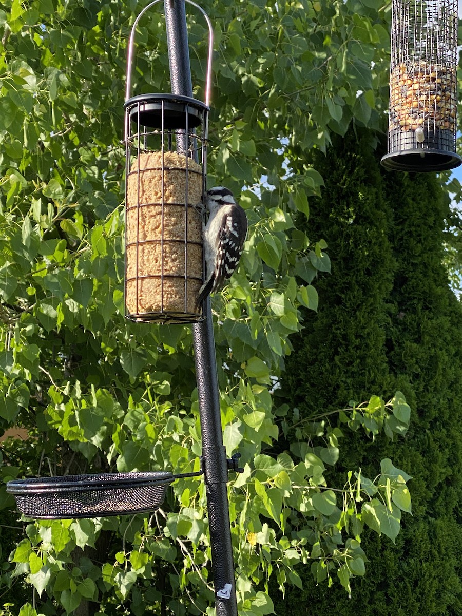 Downy Woodpecker - ML245280541