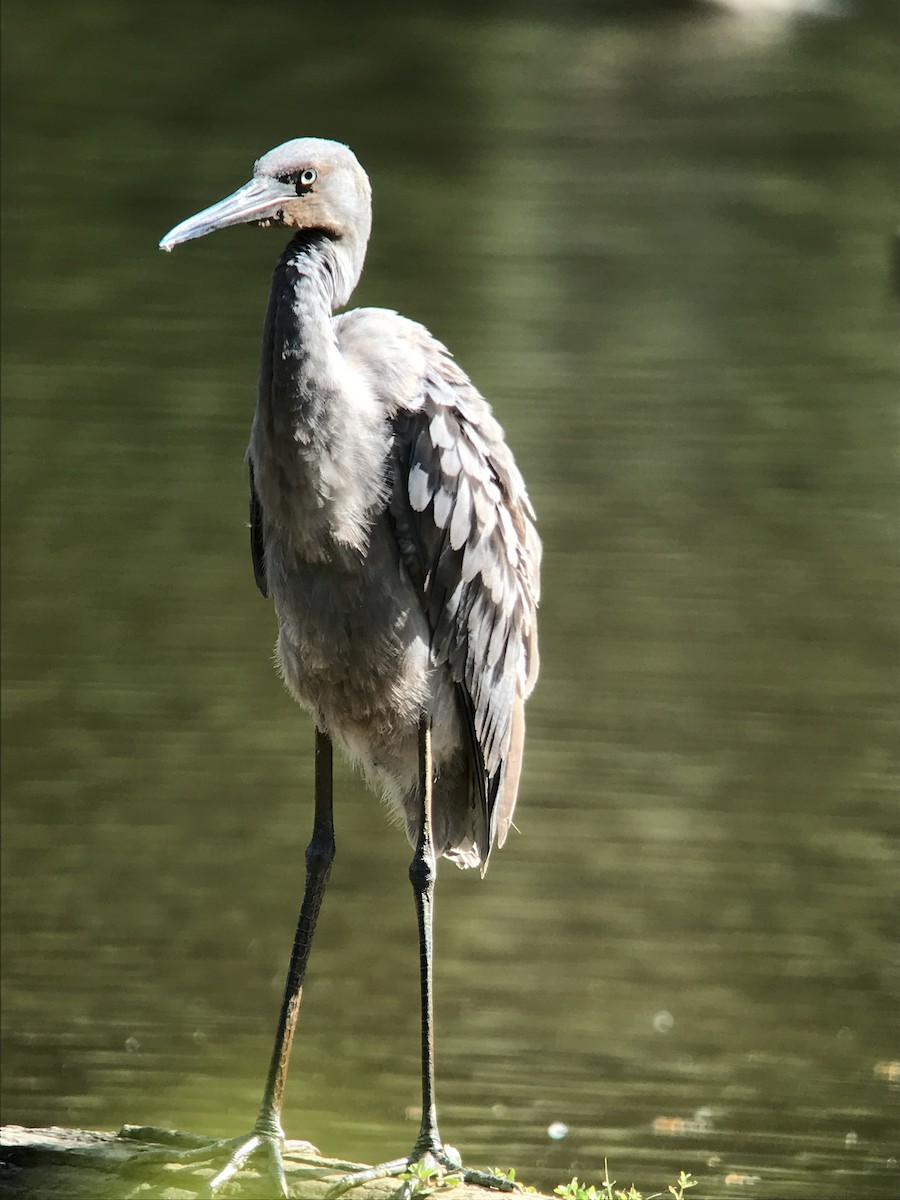 Reddish Egret - ML245280761