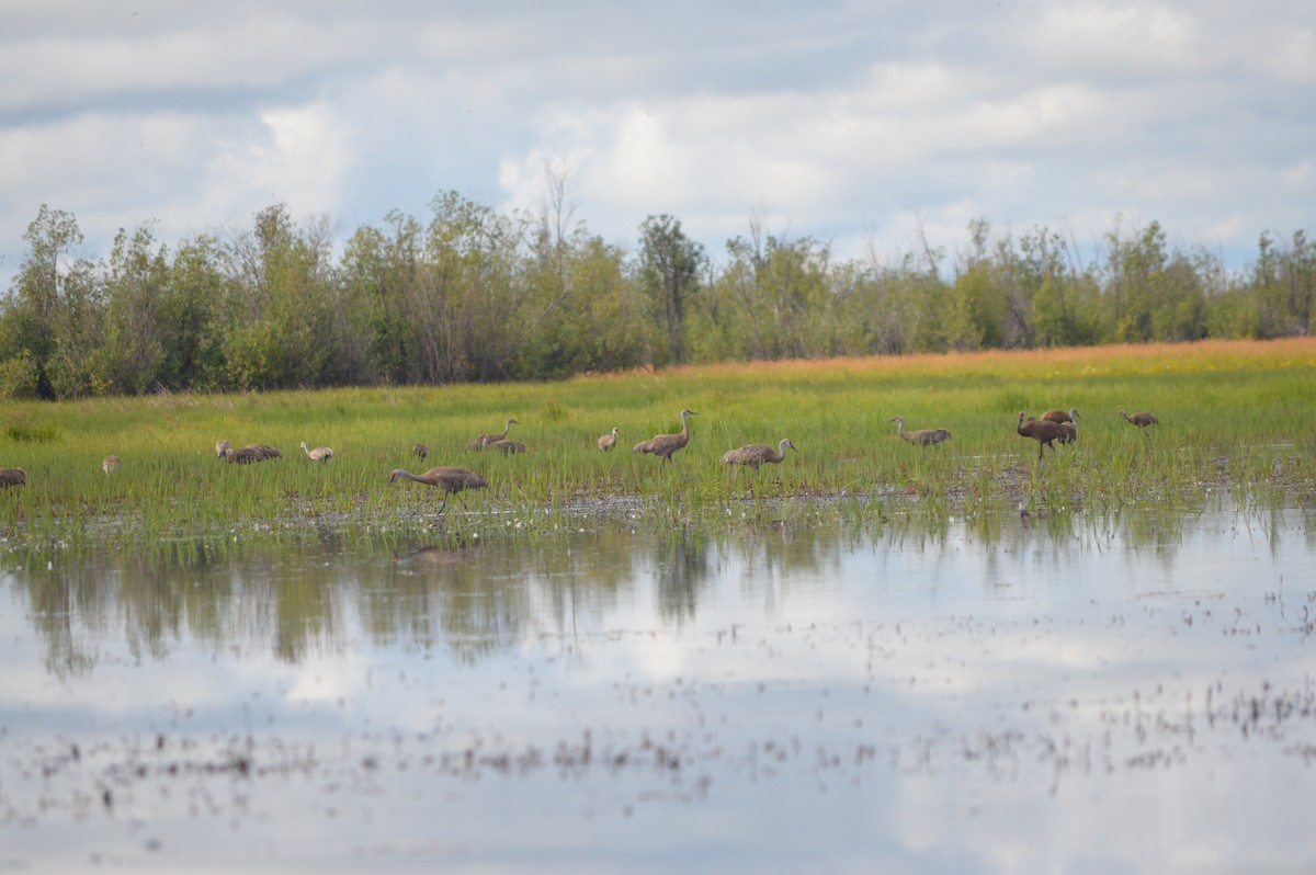 Grue du Canada (canadensis) - ML245281681