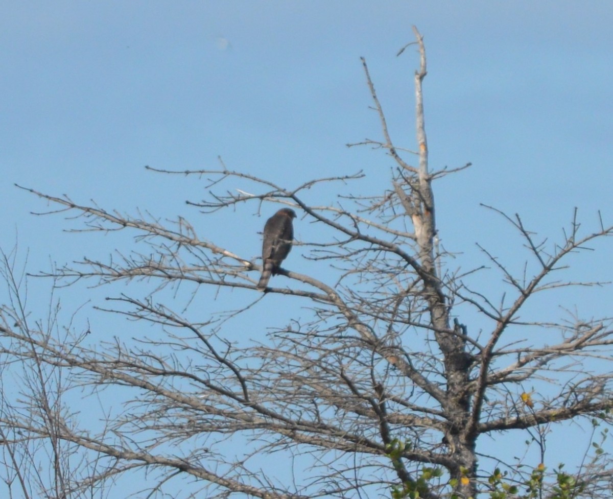 Sharp-shinned Hawk - ML245282311