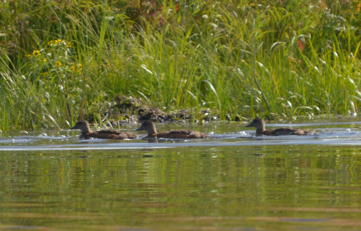 Canard d'Amérique - ML245282341