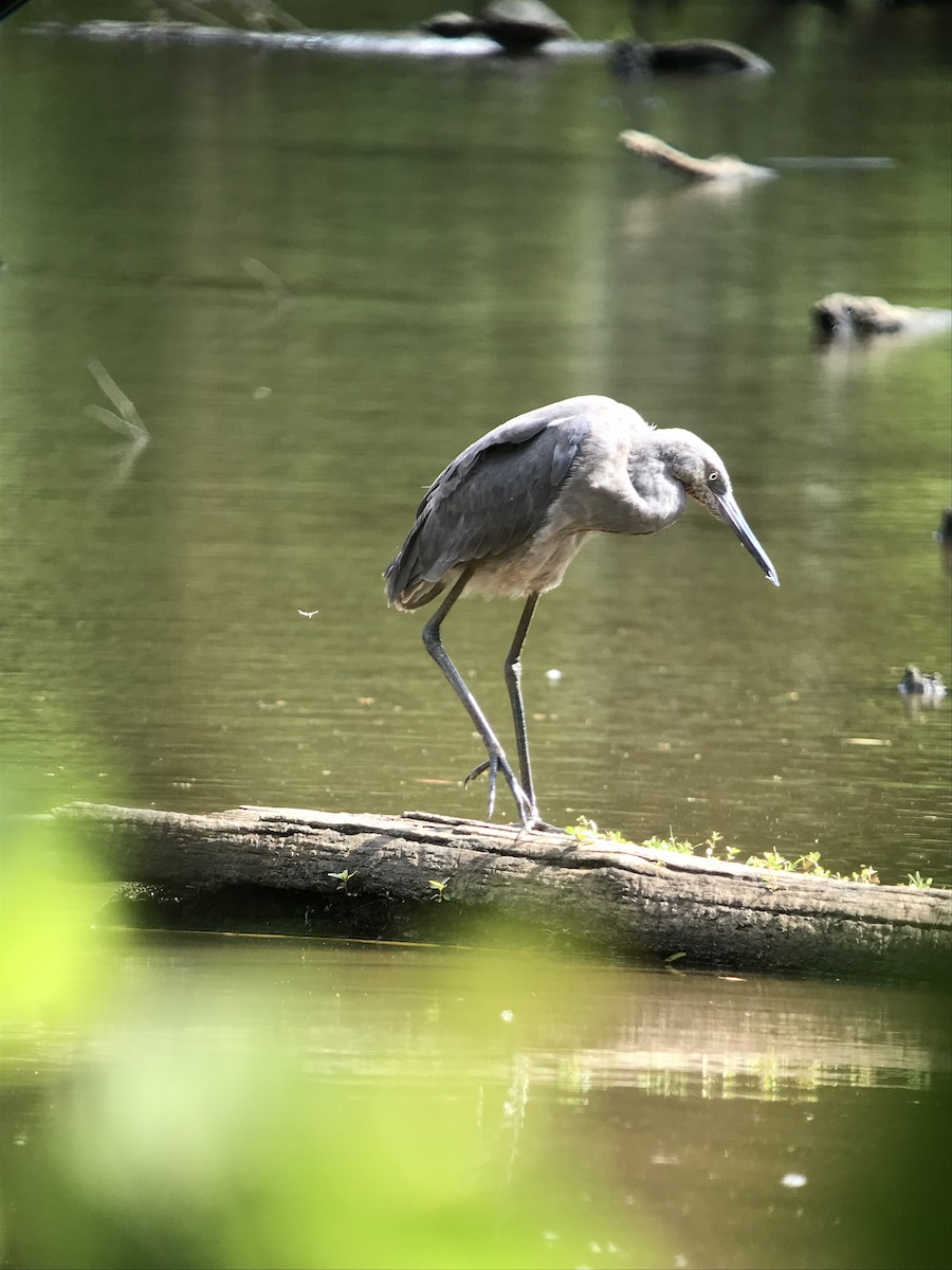 Reddish Egret - ML245282401