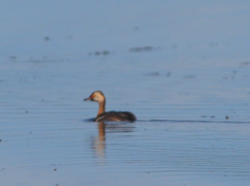 Horned Grebe - ML245282421