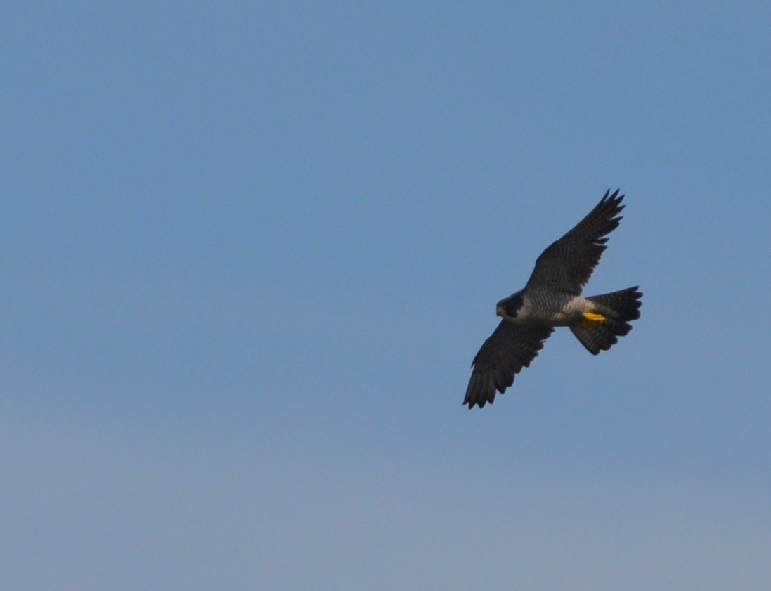 Belatz handia (calidus/tundrius) - ML245282471