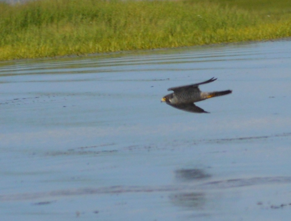 Peregrine Falcon (Tundra) - ML245282631