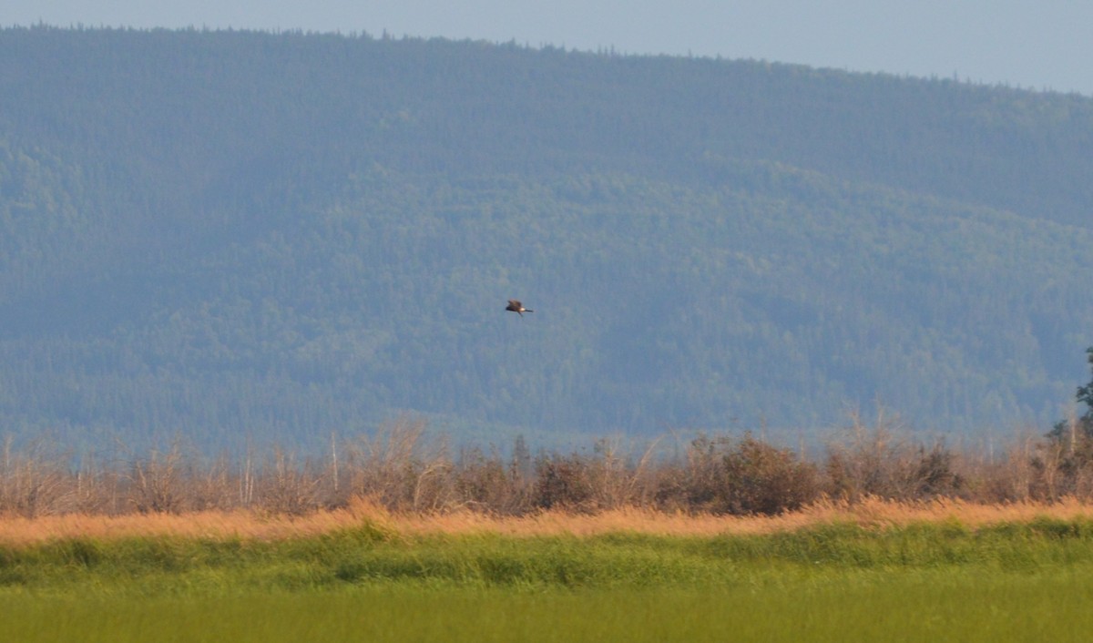 Northern Harrier - ML245283001