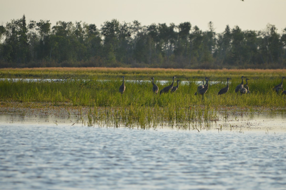 Sandhill Crane - Cole Tiemann