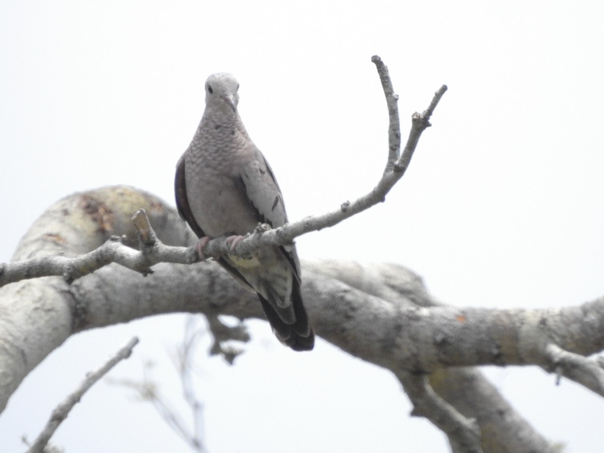 Common Ground Dove - ML245283141