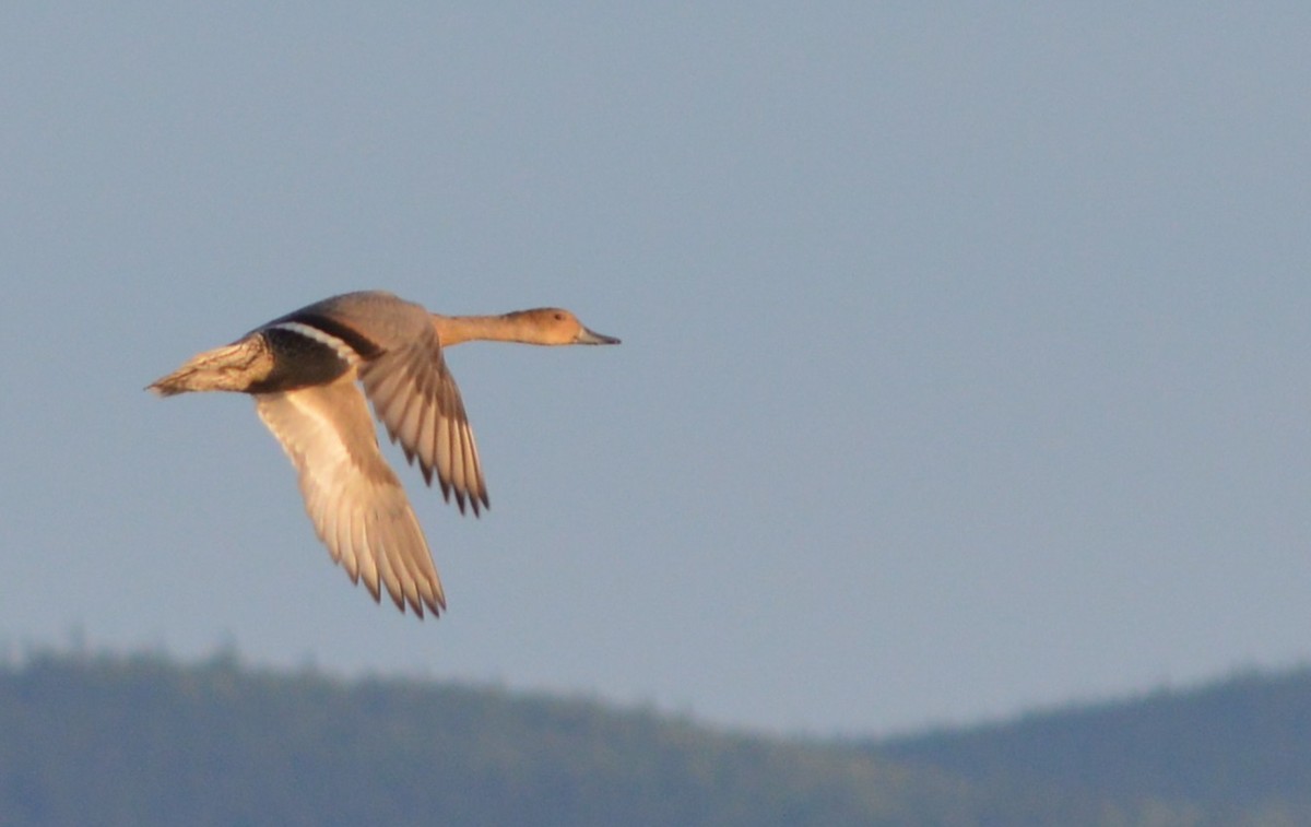 Northern Pintail - ML245283281