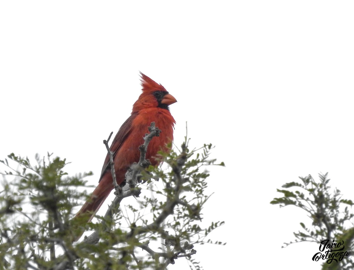 Cardinal rouge - ML245283711