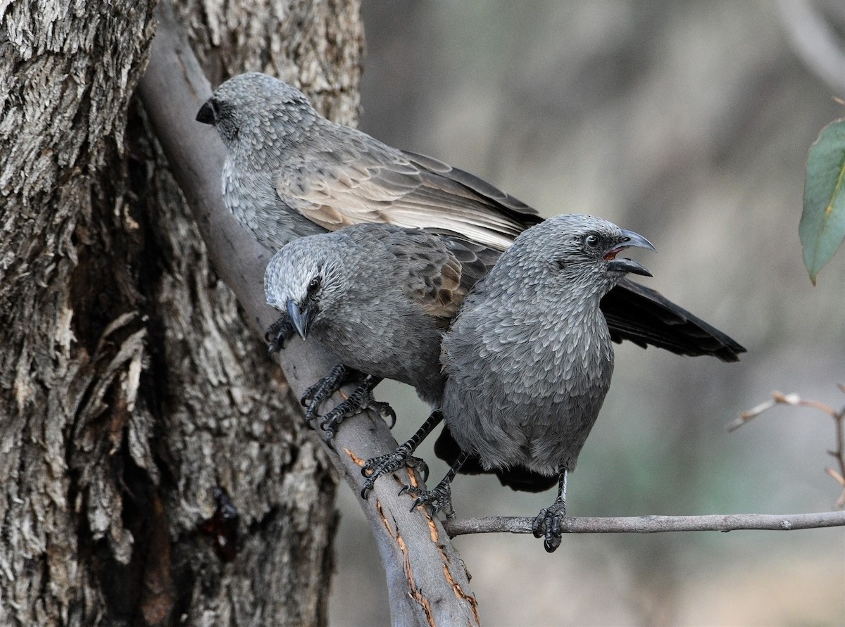 Apostlebird - Michael Daley