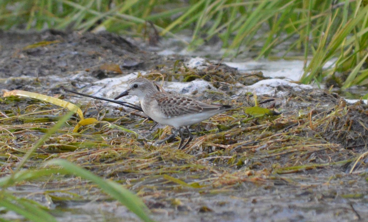 Semipalmated Sandpiper - ML245283741