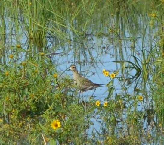 American Golden-Plover - Cole Tiemann