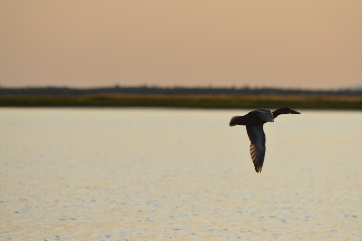 Northern Shoveler - ML245284991