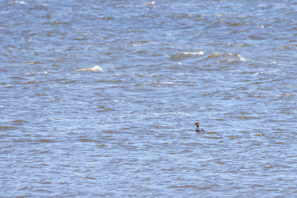 Red-breasted Merganser - André Turcot