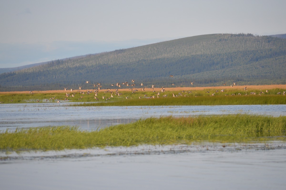 American Wigeon - ML245285151