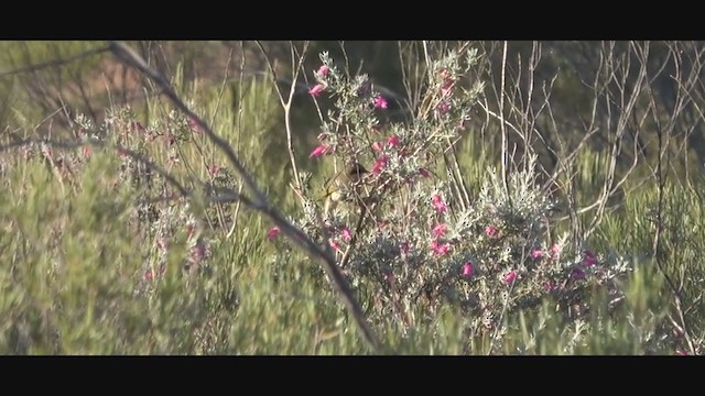 Singing Honeyeater - ML245285431