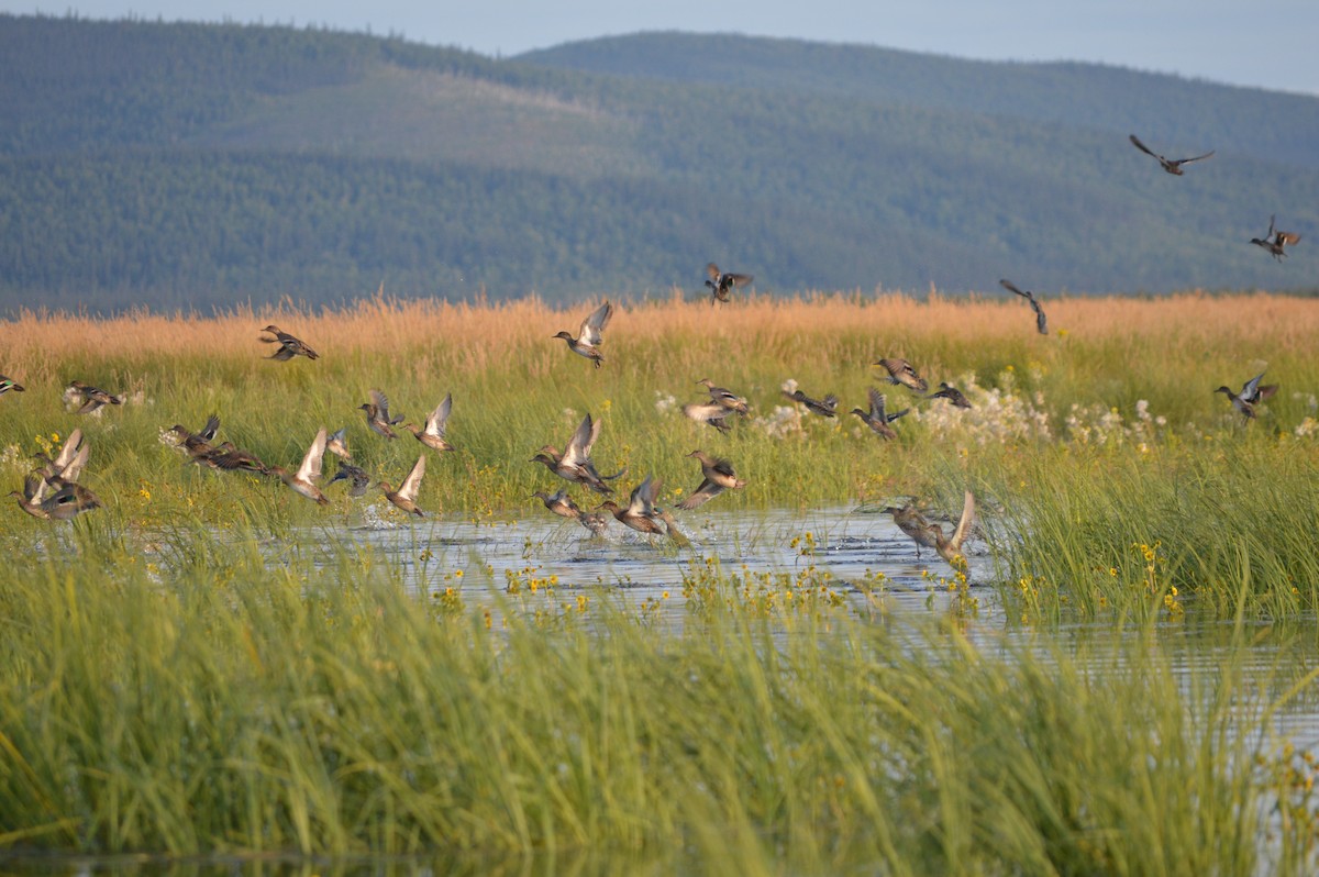 Green-winged Teal - ML245285451