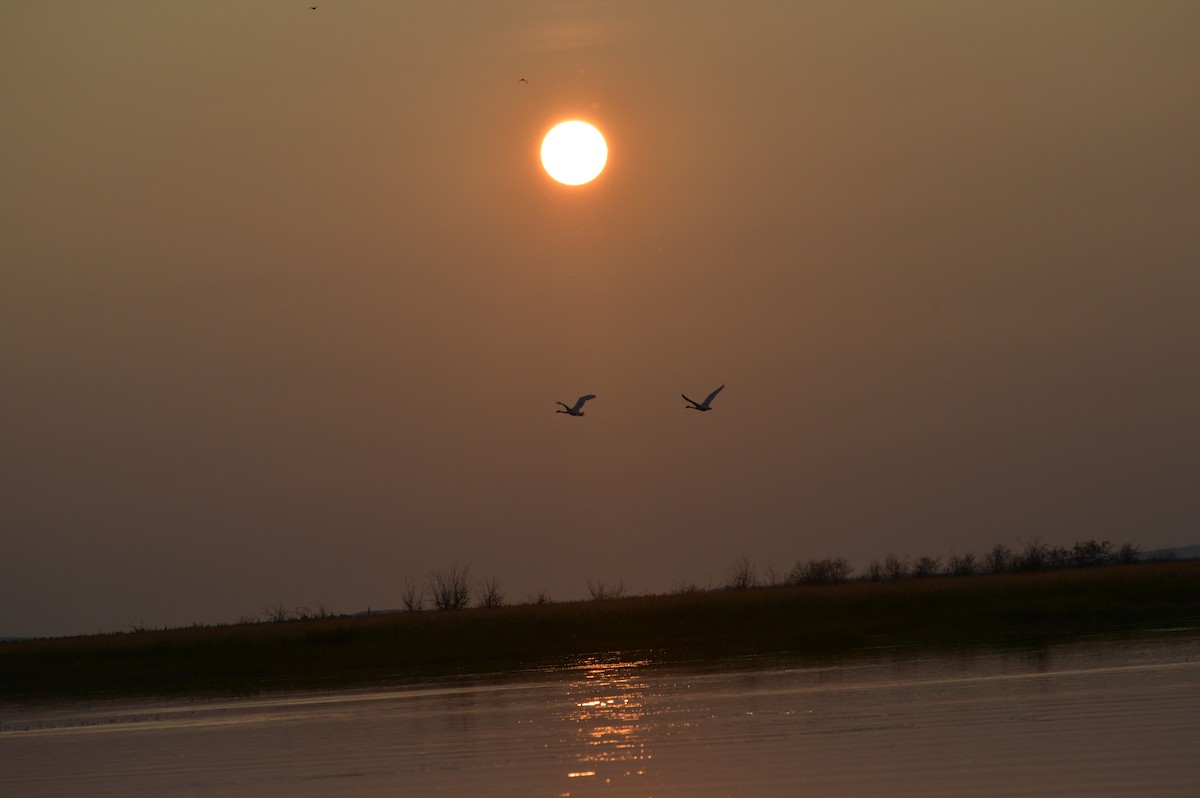 Trumpeter Swan - Cole Tiemann