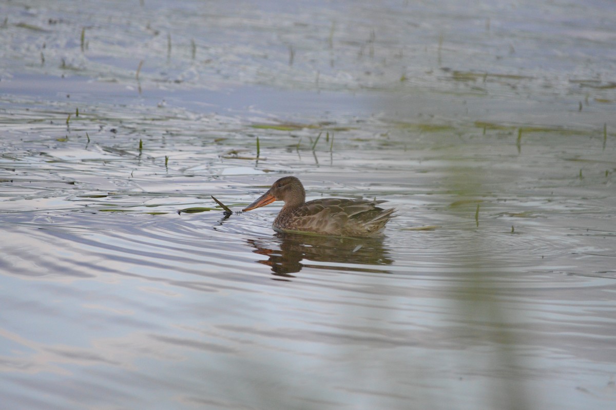 Northern Shoveler - ML245286641