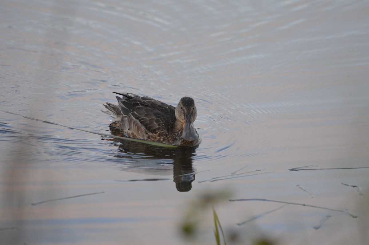 Northern Shoveler - ML245286701