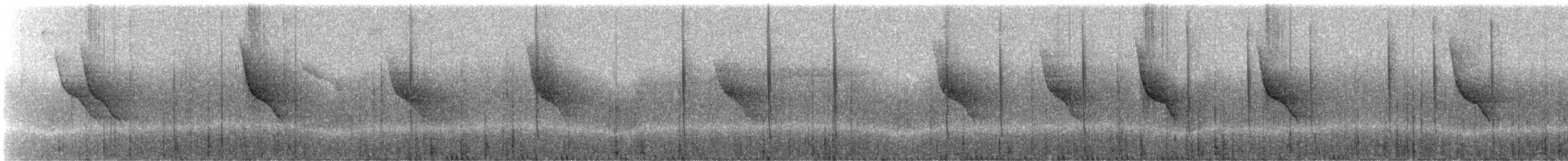 Kara Karınlı Pırıltı (schreibersii) - ML245288