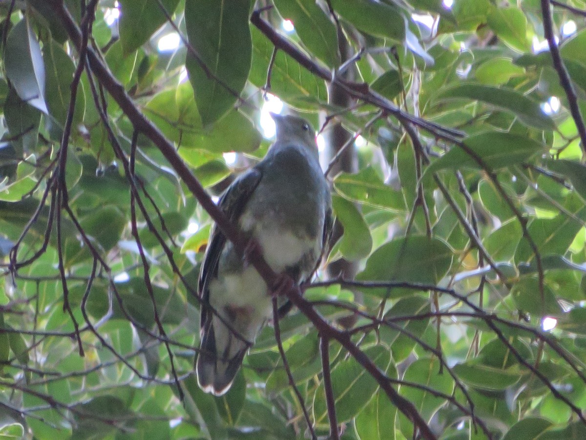 Superb Fruit-Dove - ML245288131