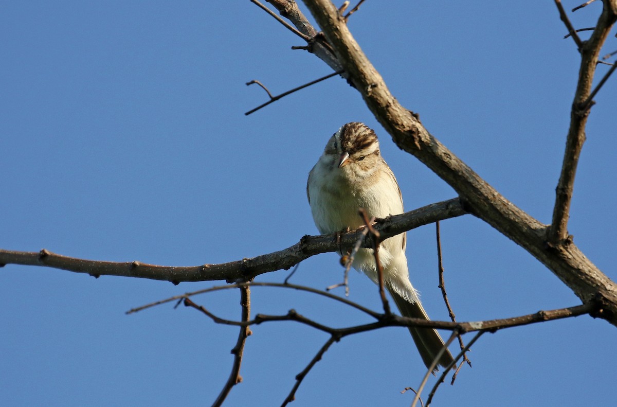 Clay-colored Sparrow - ML245288311