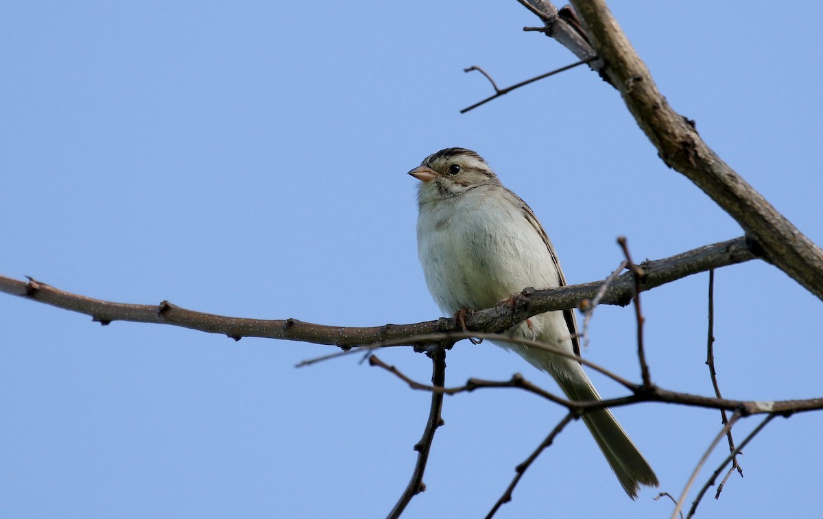 Clay-colored Sparrow - ML245288361