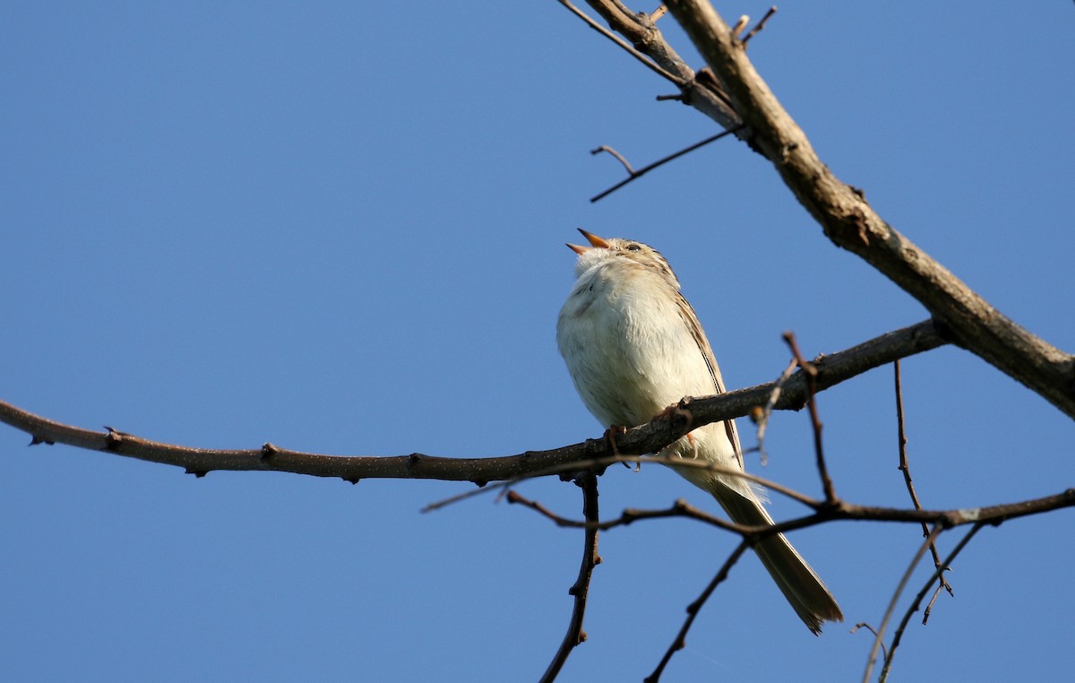 Clay-colored Sparrow - ML245288411
