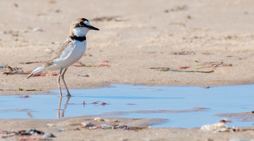 Collared Plover - ML245289141