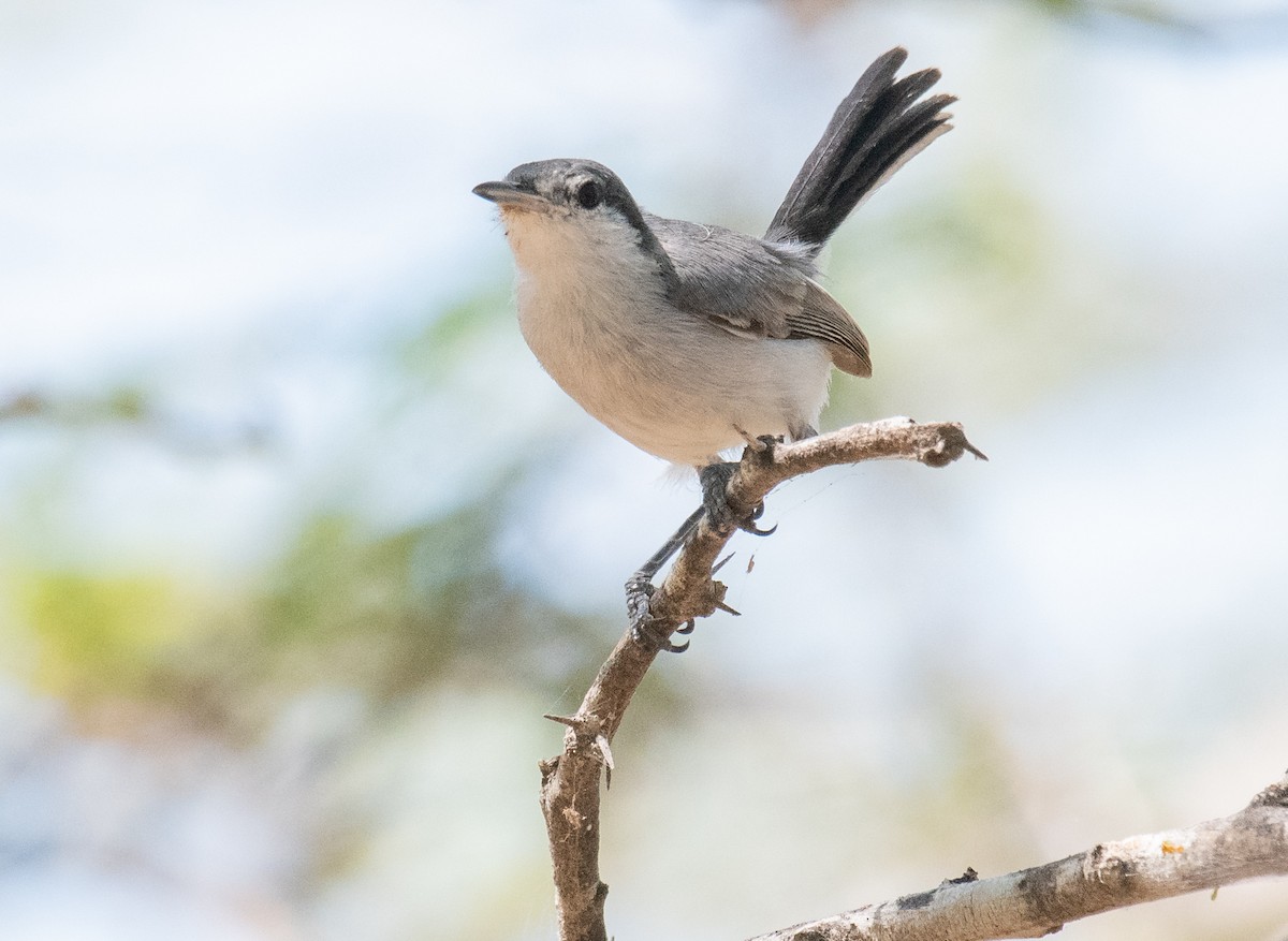 Tropical Gnatcatcher - ML245289721