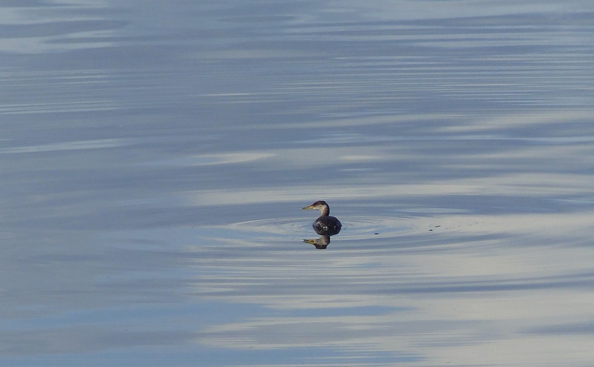 Red-necked Grebe - ML24529111