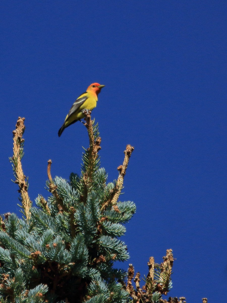 Western Tanager - ML245291661