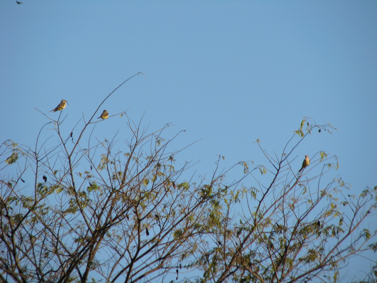 Western Kingbird - ML24529171