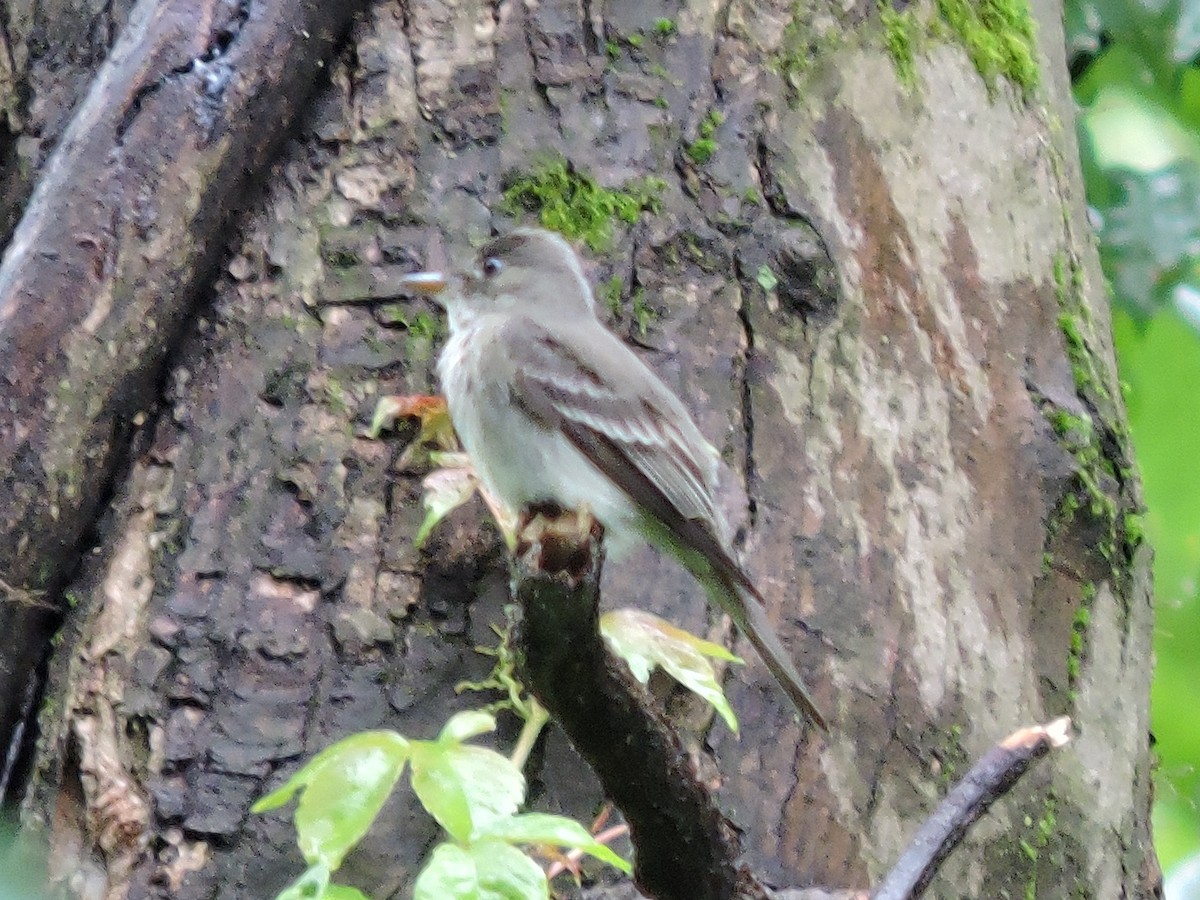 Eastern Wood-Pewee - ML245292681