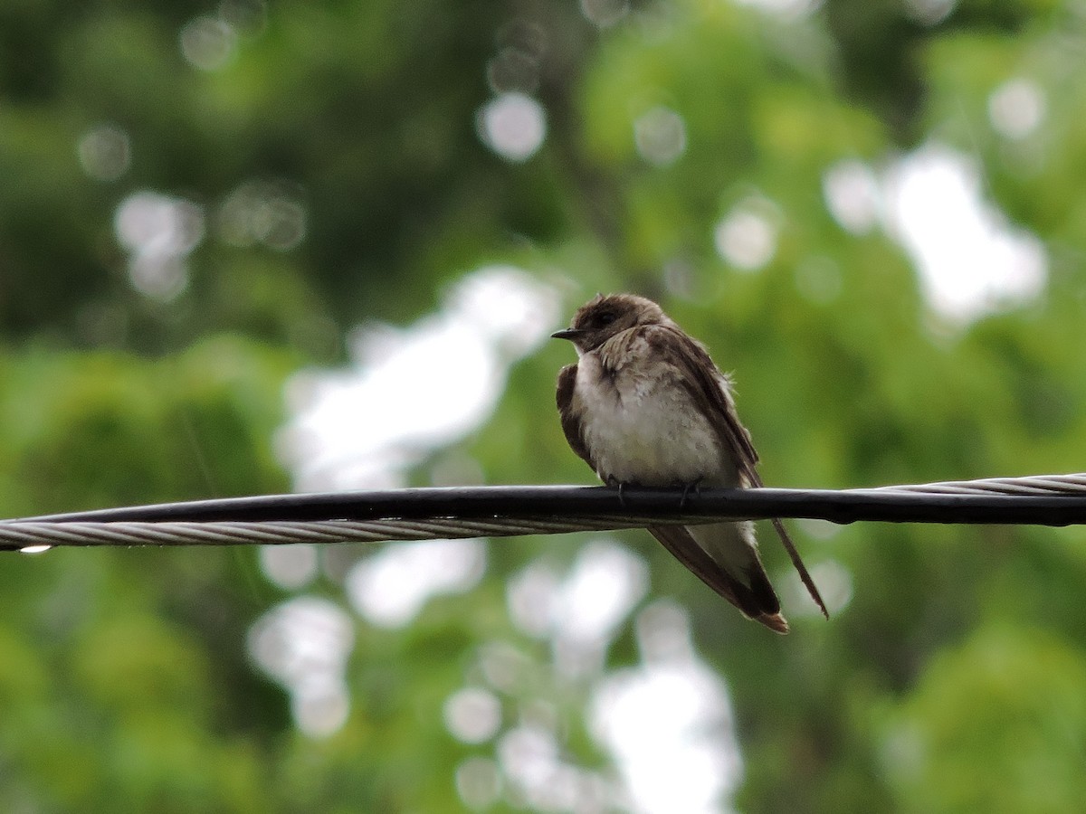 Northern Rough-winged Swallow - ML245292941