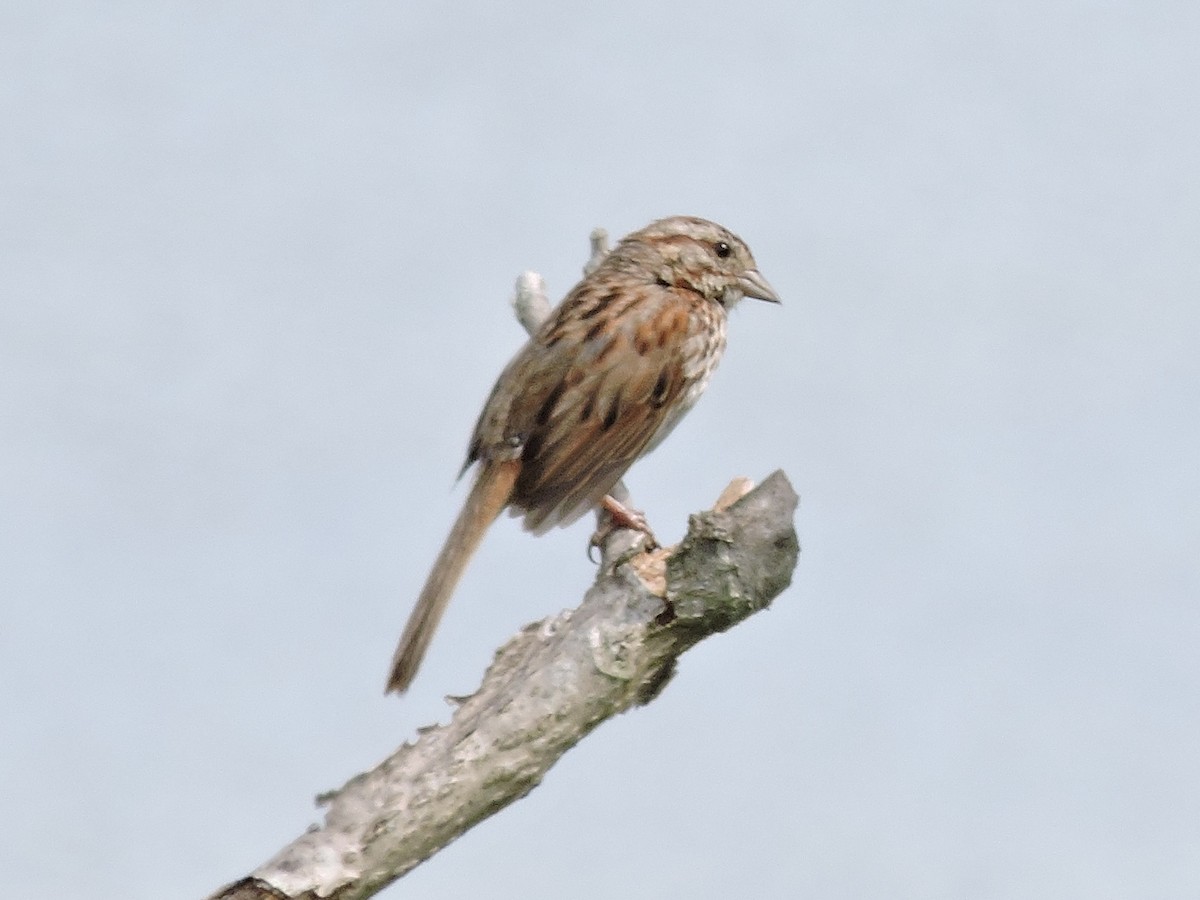 Song Sparrow - ML245292991