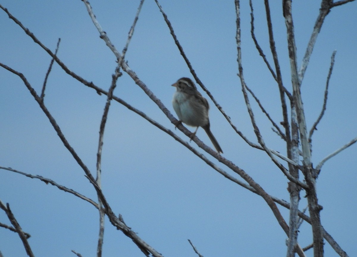 Clay-colored Sparrow - ML245293251