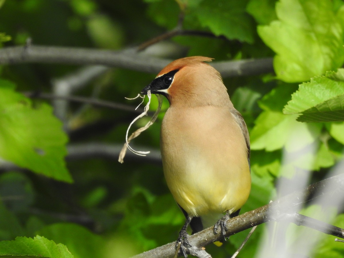 Cedar Waxwing - ML245293291