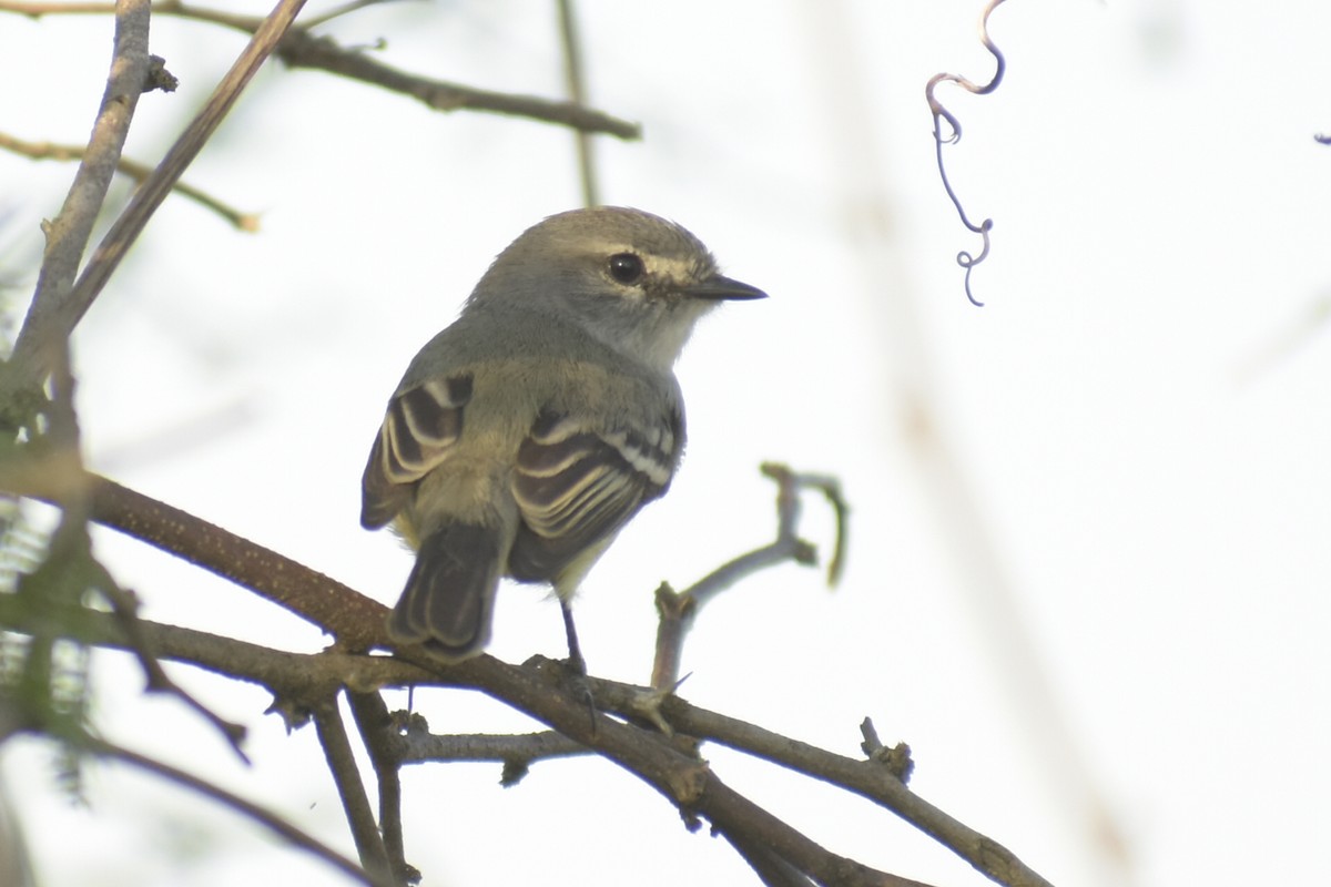 White-crested Tyrannulet (Sulphur-bellied) - Bruno Bareiro