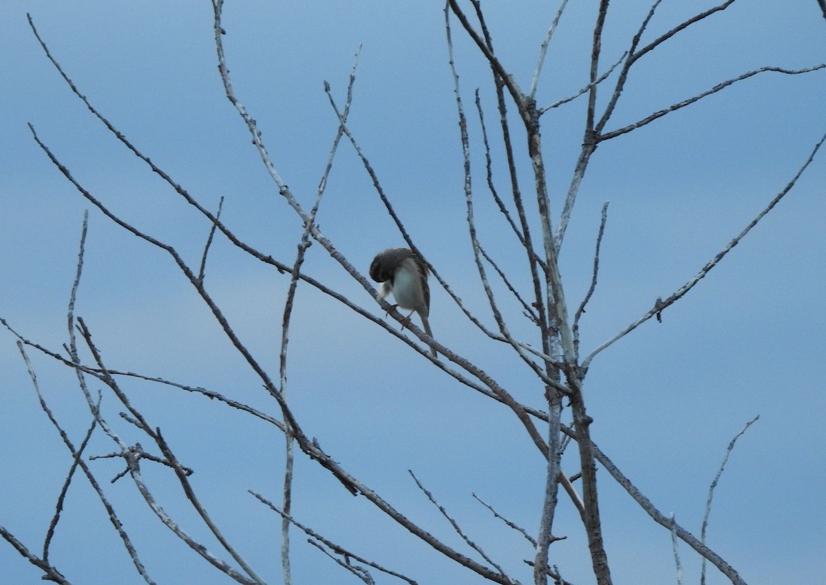 Clay-colored Sparrow - ML245293351