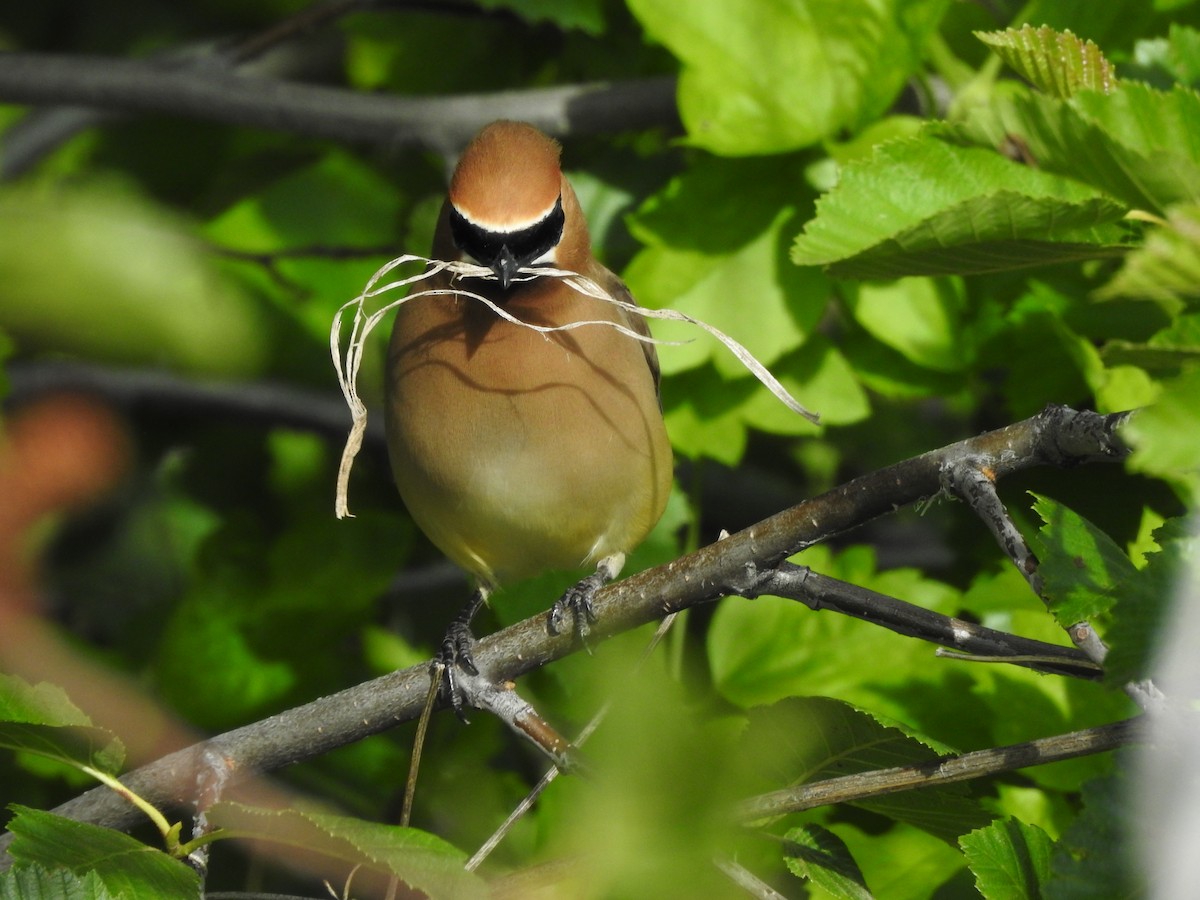 Cedar Waxwing - ML245293421